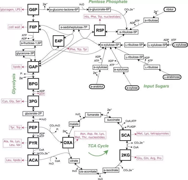 Figure 3. The Central Carbohydrate Metabolic Network (Noor, E. et al, 2010)